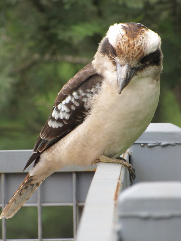 Kookaburra the second