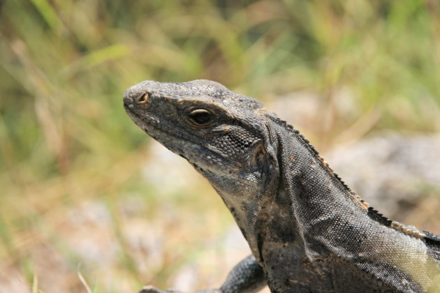 Iguana uxmal