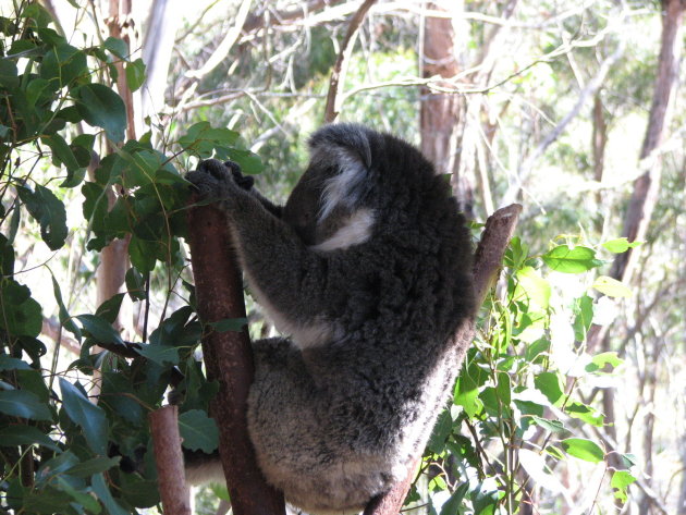 Koala 