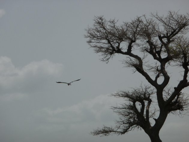 Reiger