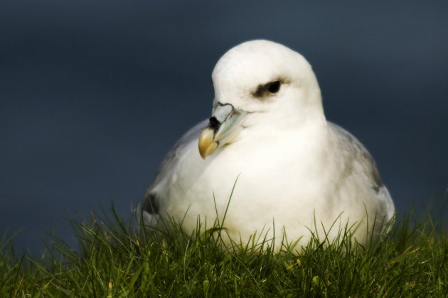 Noordse stormvogel op het gras