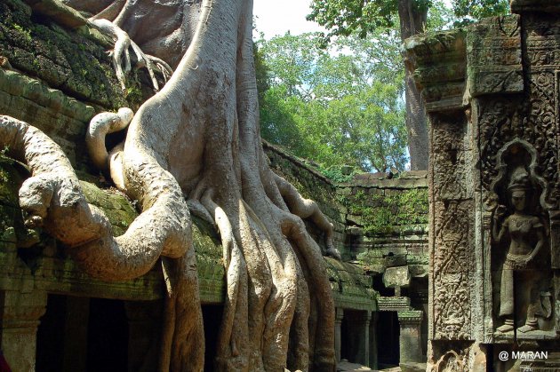 Reclaiming Angkor