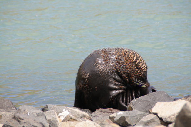 poserende sealion