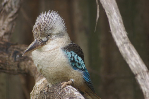 Kookebarra in een boom