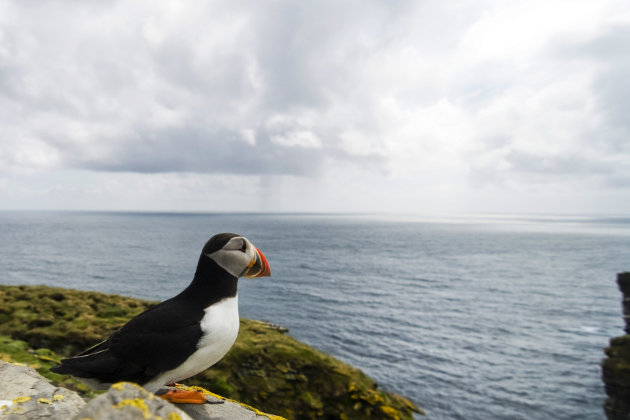 Puffin op de uitkijk