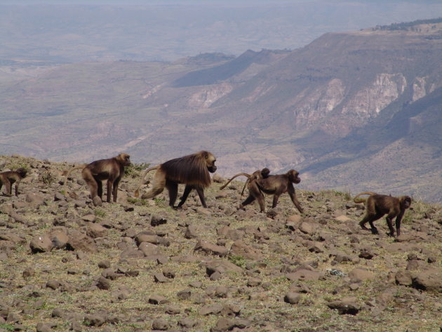 Gelada bavianen