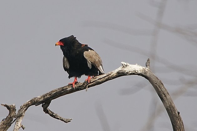 Bateleur