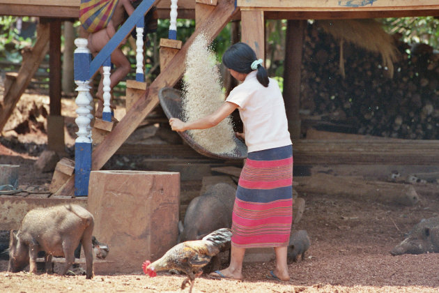 Dorpsleven op het Bolaven plateau