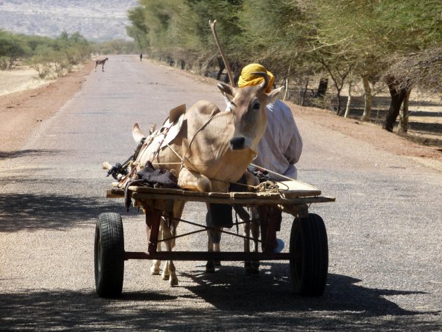 Veetransport op z'n Malinees