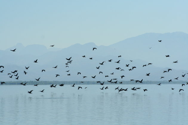 Vogels over het meer van Skadar