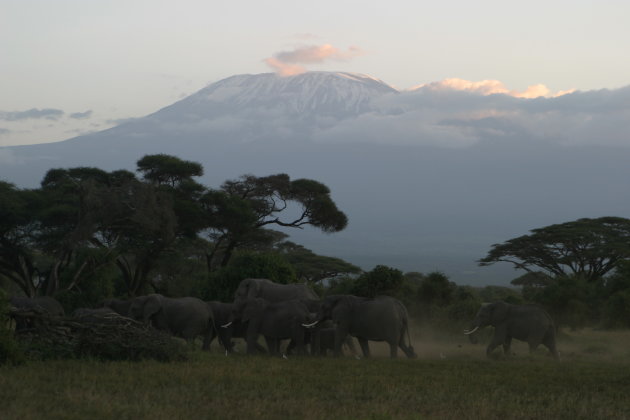 Kilimanjaro