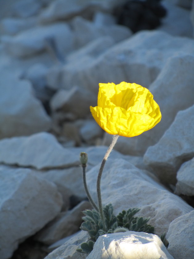 bloemetje geniet van laatste zonnestraal op de Mount Ventoux