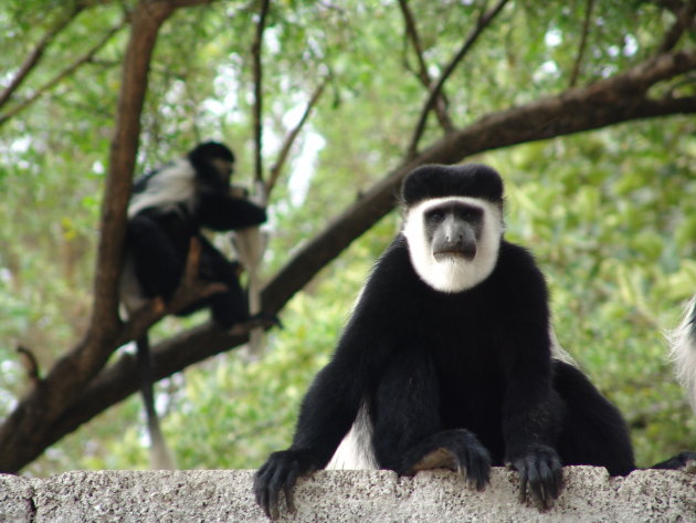 Oostelijke Franjeaap (Colobus guereza)