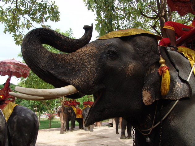 Werk Olifant in de buurt van Ayutthaya