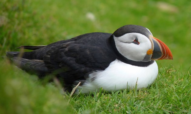 Rustende puffin