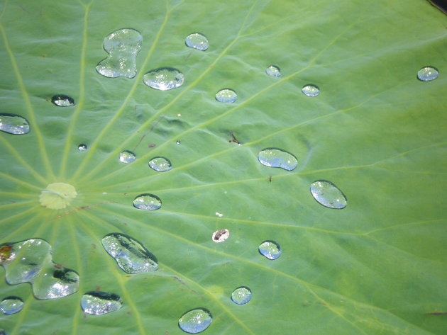 Waterdruppels op lelieblad