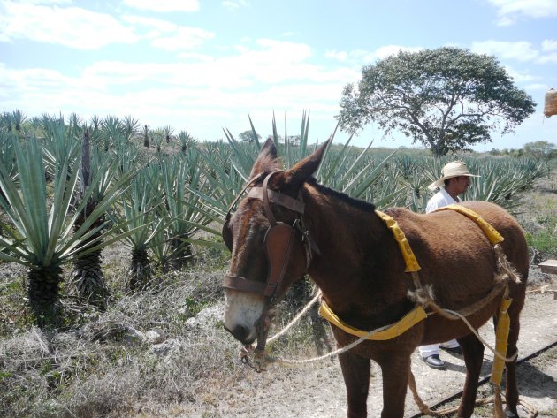 Paard en kar op een sisalplantage