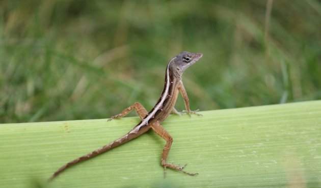 Close-up van een jonge hagedis in Mexico