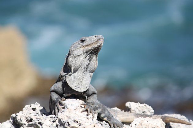 Leguaan op de rotsen bij Isla Mujeres