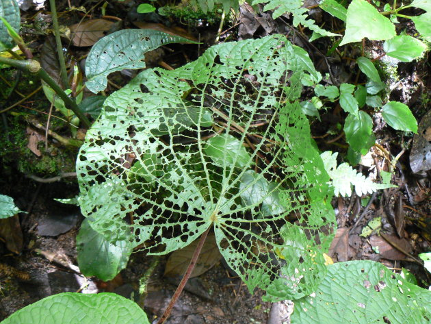 aangevreten blad