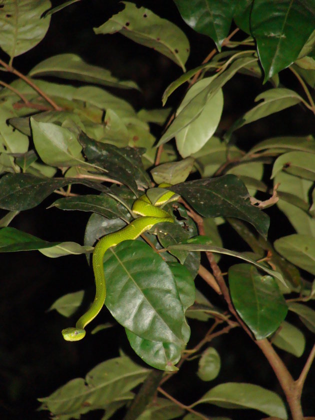 Eyelash viper