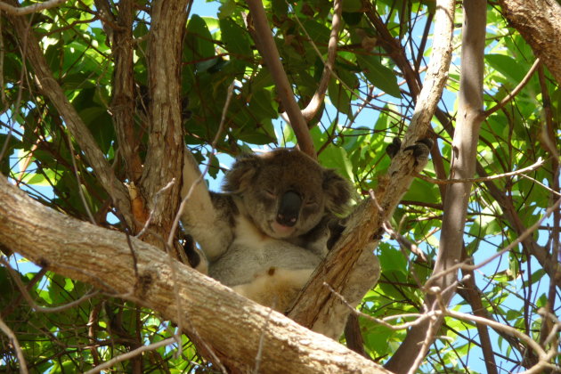 Wilde koala doet een dutje in Noosa NP