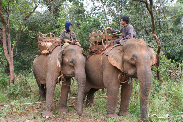 Elephant trekking 