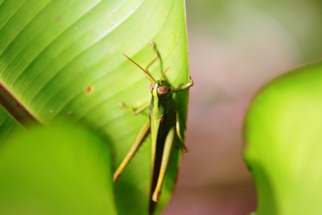 Sprinkhaan Costa Rica