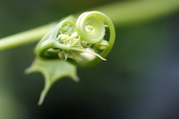 hoe lang duurt het voordat dit plantje is omgezet in olie?