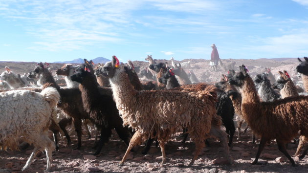 Kudde Llama'smet herder