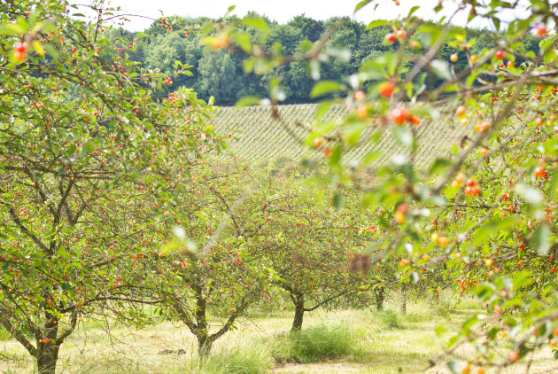 Mirabellepruimen in Frankrijk