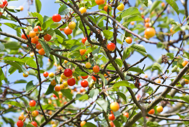 Mirabellepruimen in Frankrijk 2