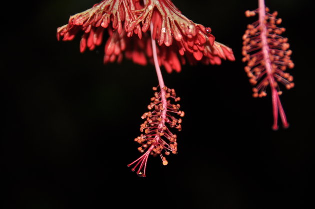 Mooie bloem in het prachtige land van de Pura Vida