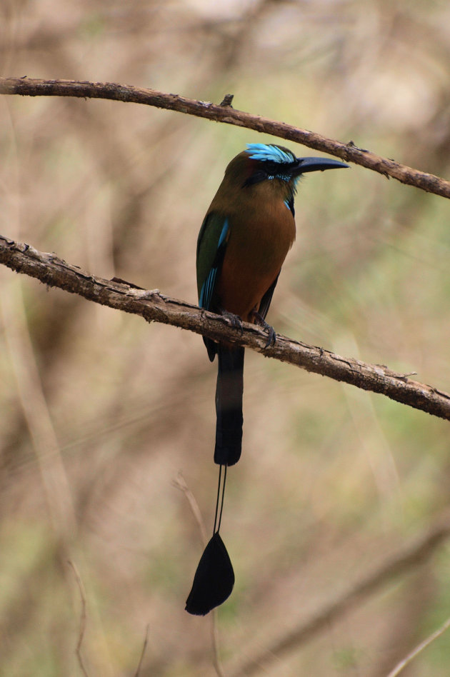 turuoise-browed motmot