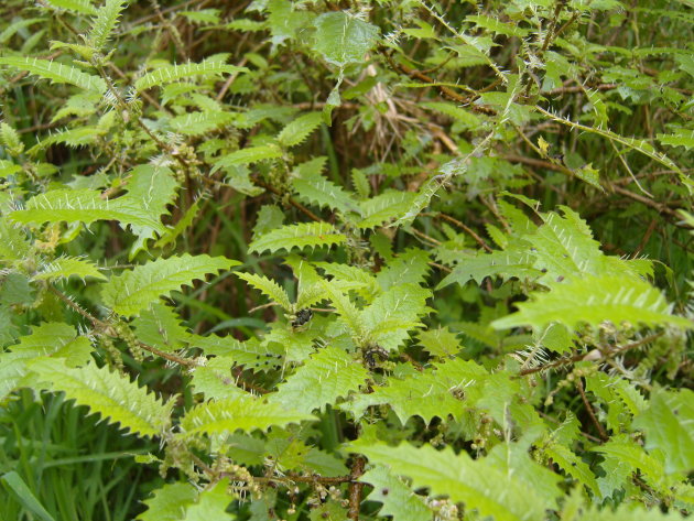 Tree Nettle