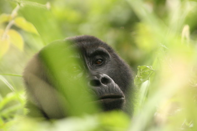 Gorilla in de bush