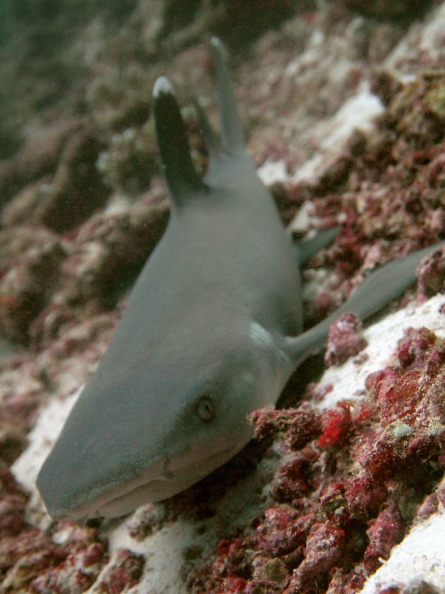 White tip reef shark