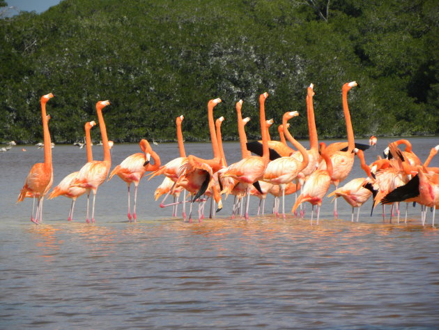 flamengo's in Celestun