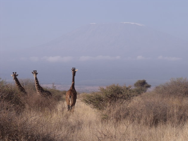 Giraffen en Kilimanjaro