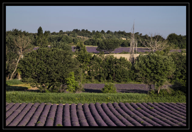 Paars landschap