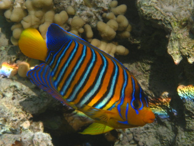 Royal Angelfish