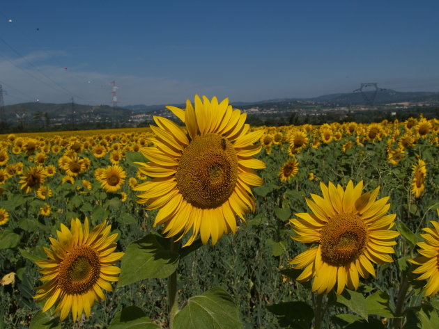 zonnebloemen