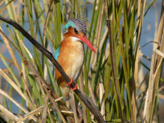 Kleine gekuifde ijsvogel