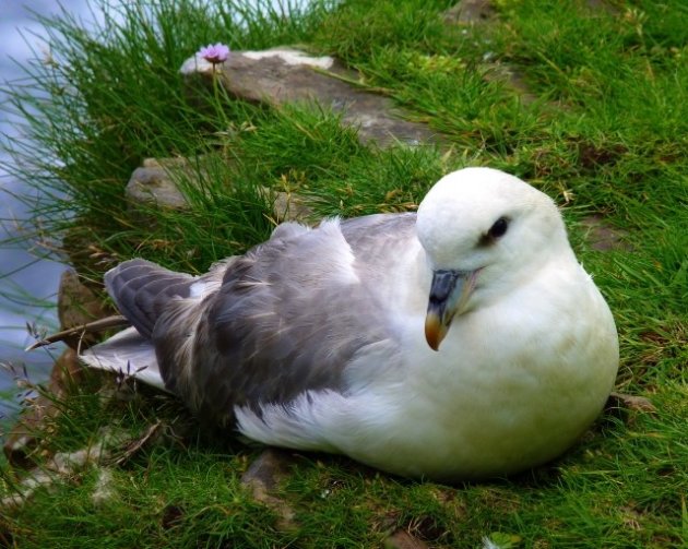 Noordse stormvogel.