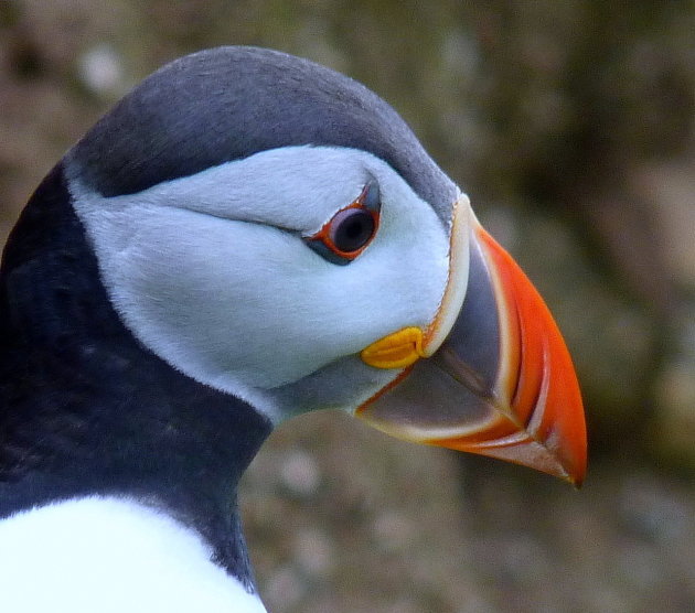 Puffin