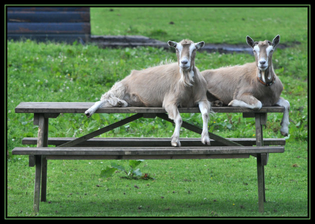 Picknickgeiten