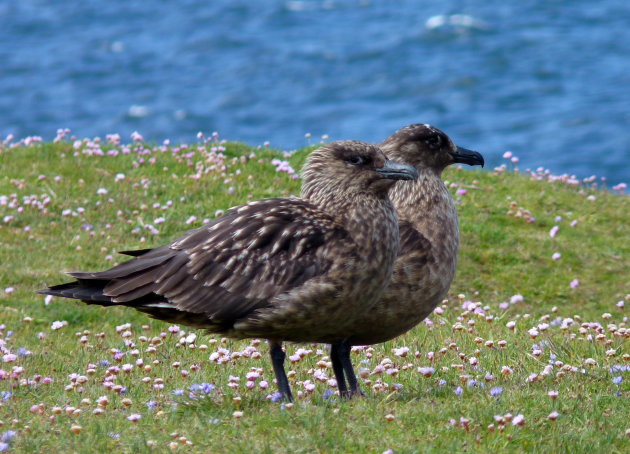 Stelletje skua's