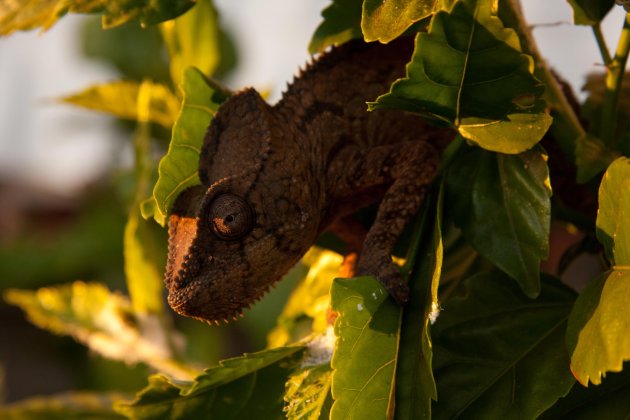 Kameleon geniet van de zon