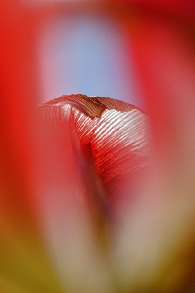 Doorkijkje tulp