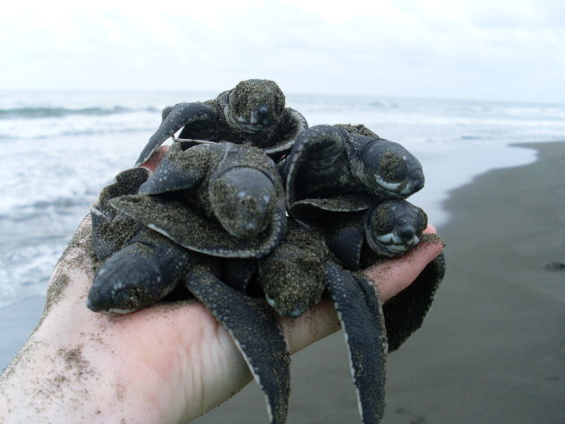 Baby Leatherbackjes